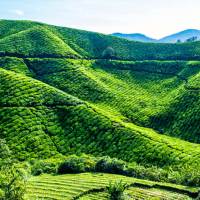 5 Tea Estates where you should be sipping Tea